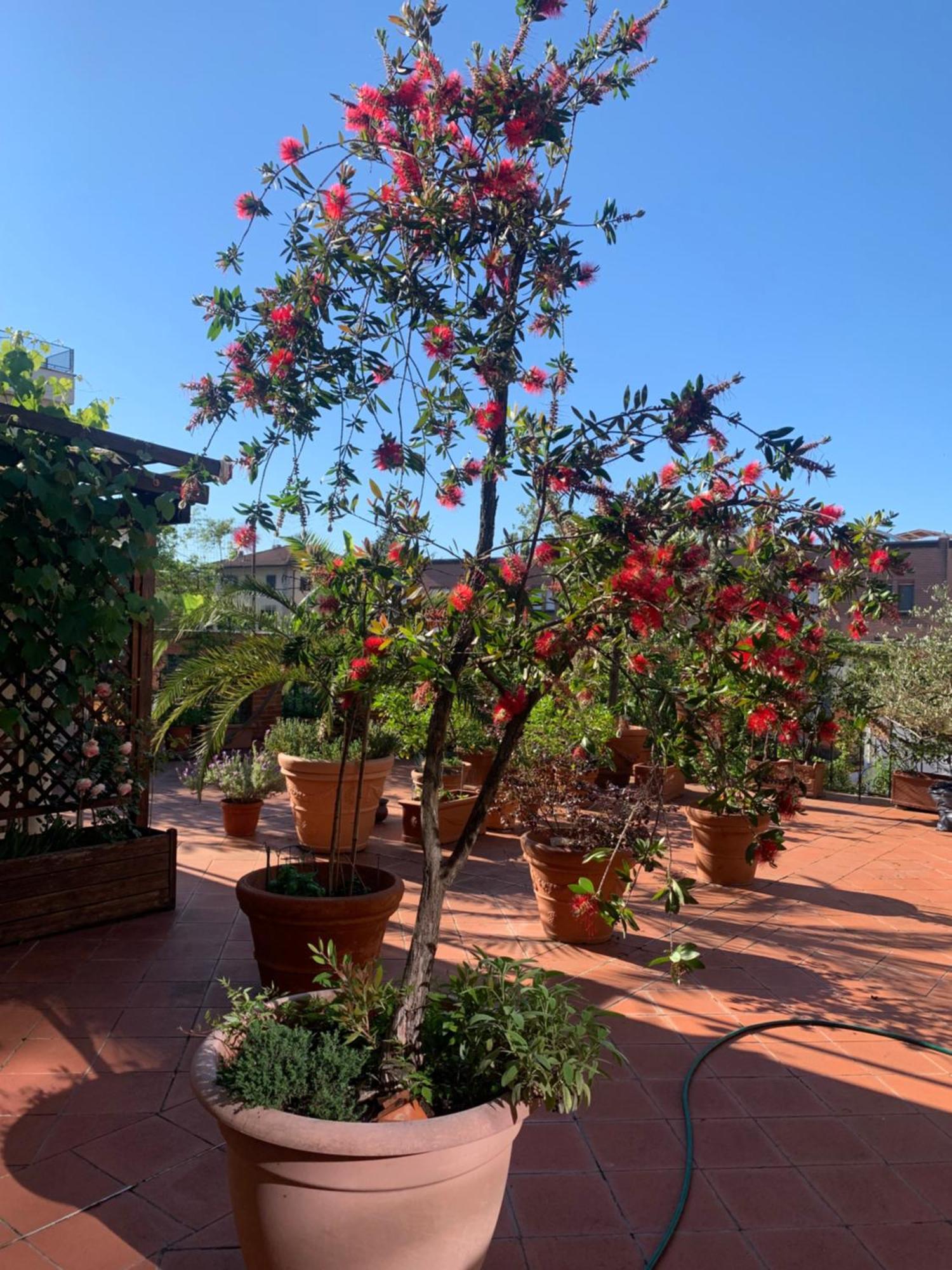 Apartmán La Terrazza Da Ernestina Lucca Exteriér fotografie